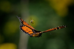 Monarch (2)