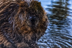 North American Beaver