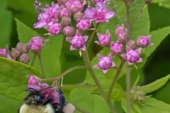 Bee on Wildflower