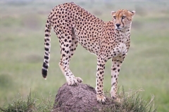 Cheetah Browsing the Menu