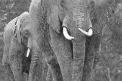 Rain Day Elephants