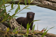 Mink Watching Me