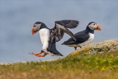 Atlantic Puffins