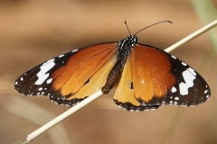 Danaus Chrysippus(Plaintiger)