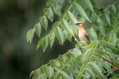 Cedar Waxwing Serenity