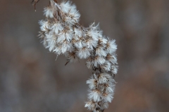 End of Season Golden Rod
