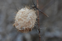 Wild Cucumber