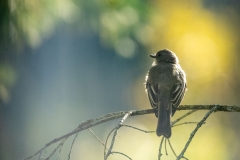 Backlit Kingbird