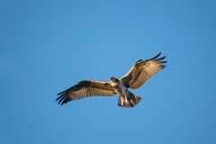 Golden Osprey