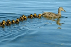 Proud Mother and Ducklings 1gs