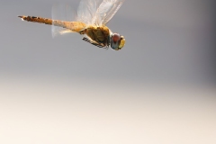 Autumn Meadowhawk Dragon Fly