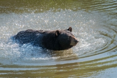 Black Bear Bathtime