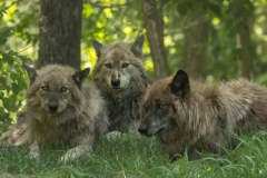 Grey Wolf Trio