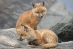 Red Fox Curious Cubs