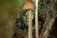 Forest Mushrooms