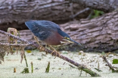 Green Heron on the Hunt