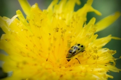 Cucumber Beetle on Goldenrod
