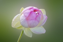 Sacred Pink Lotus