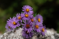 Purple Harmony
