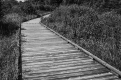 Wetlands Boardwalk