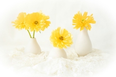 Memories of Spring Sunshine