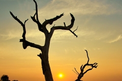 Morning Silhouette in the Sun