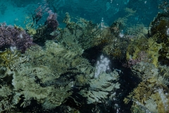 Red Sea Rain Forest