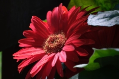 Pink Flower 1