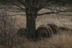 Forgotten