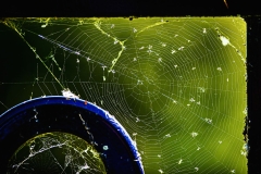 The Web
