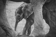 Under Mom's Protection