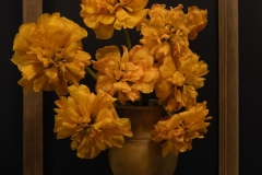 Tulips that are Pretty as a Picture