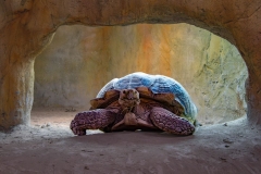 Turtle Tunnel