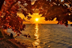 Sun in Maple Leafs