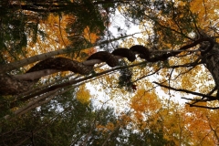Tree Climbing
