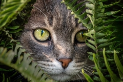 The Hunter