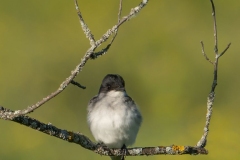 Eastern Kingbird