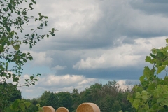Hay Bales Beyond the Brush