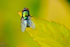 Bluebottle Fly