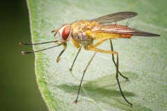 Bristle Fly