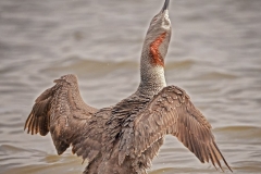 Red-Throated Loon Displaying