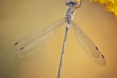 Spreadwing Damselfly on Goldenrod