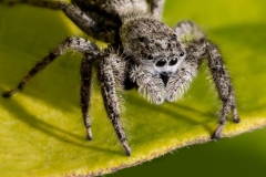 Jumping Spider