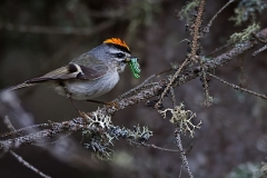 Golden Crowned Kinglet