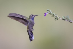 Blue Throated Mountain Gem