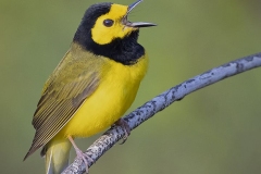Hooded Warbler