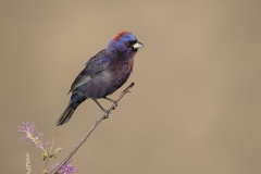 Varied Bunting