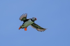 Puffin