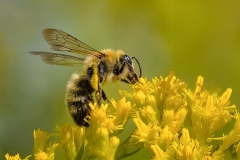 Bumblebee Collecting Pollen