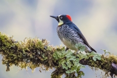 Black Cheeked Woodpecker